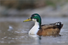 <p>KACHNA DIVOKÁ (Anas platyrhynchos) /Mallard - Stockente/</p>